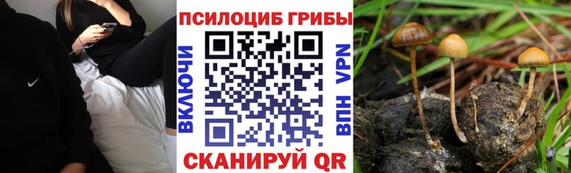 Псилоцибиновые грибы Psilocybine cubensis  omg как зайти  Октябрьский 